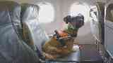 الكلاب الأميركية في الطائرة