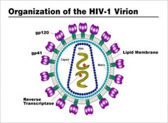 فيروس فقدان المناعة المكتسب