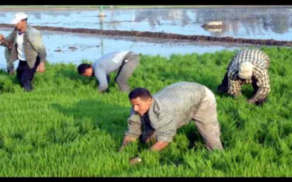 حظر زراعة الأرز
