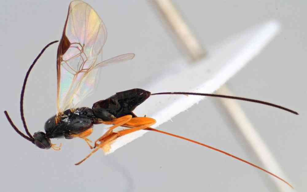 الحشرات المحملة بالفيروسات الصناعية