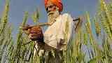 استيراد القمح من الهند